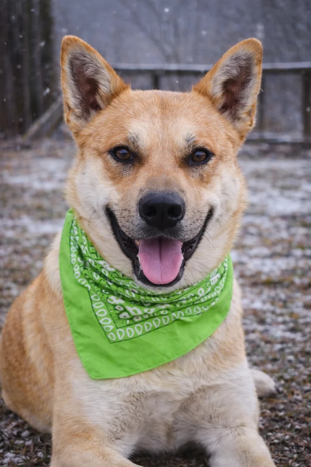 Dino, male Mixed Breed for adoption at Pomoc Psíkom z Východu