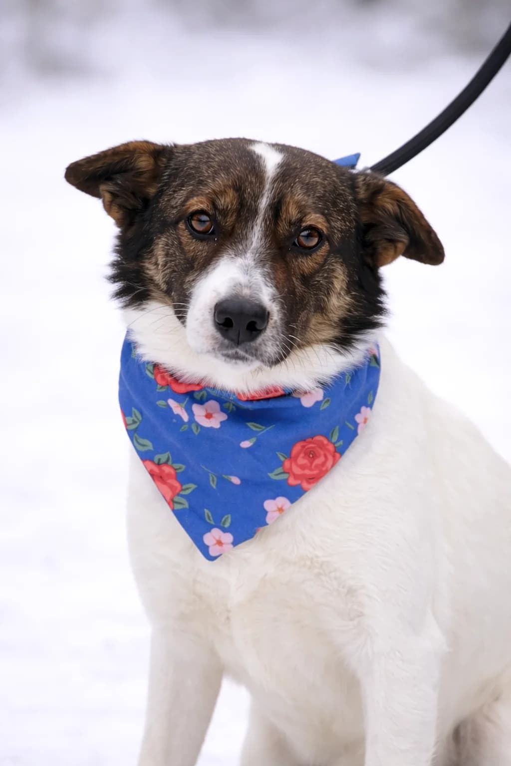 Dolly, female Mixed Breed for adoption at Pomoc Psíkom z Východu