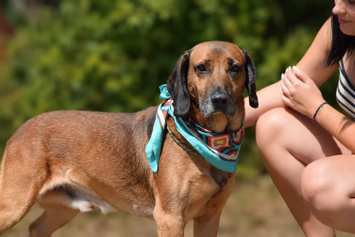 Donatelo, male Mixed Breed for adoption at Pomoc Psíkom z Východu