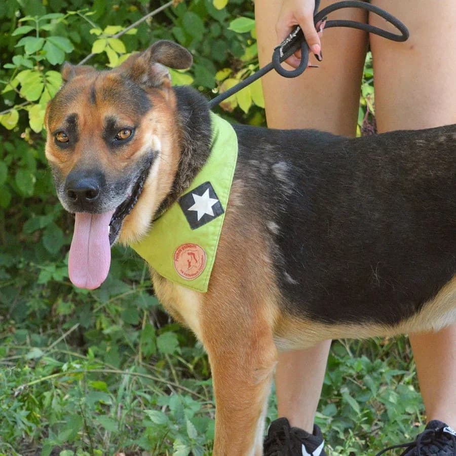 Dynamo, male young Mixed Breed for adoption at Pomoc Psíkom z Východu