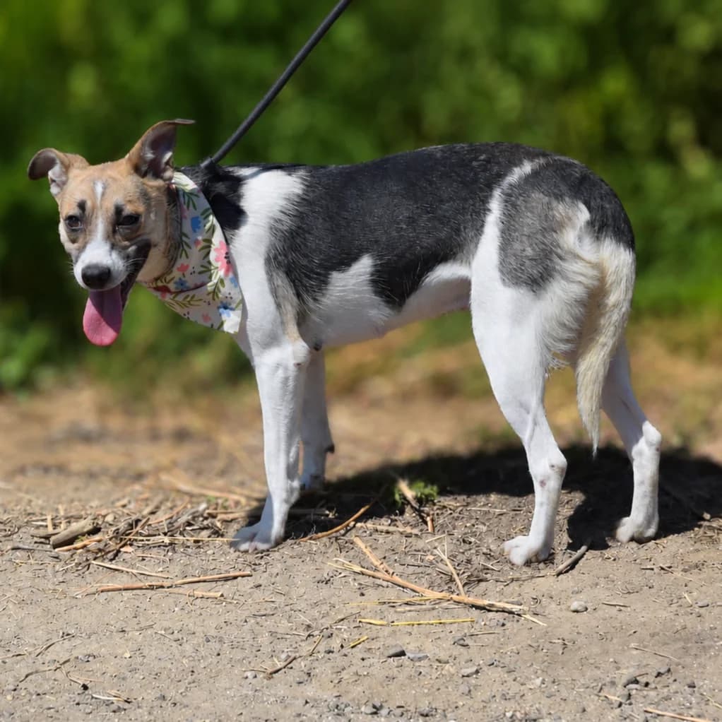 Efrika, female Mixed Breed for adoption at Pomoc Psíkom z Východu