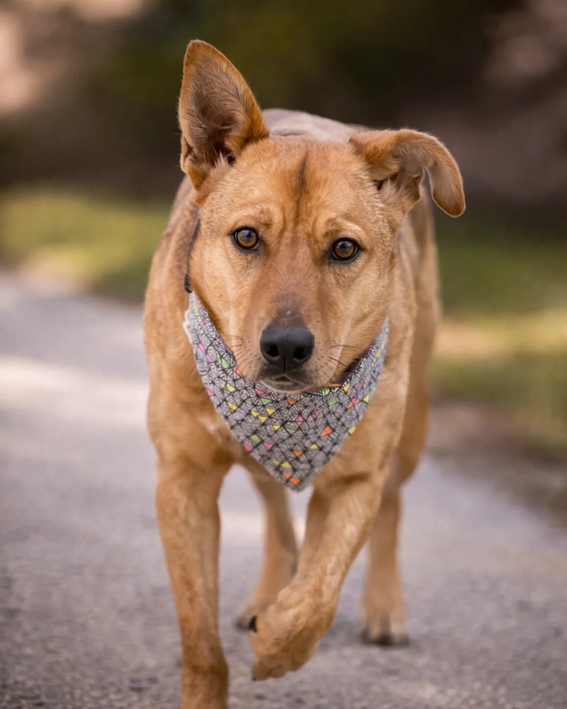 Eloise, female Mixed Breed for adoption at Pomoc Psíkom z Východu