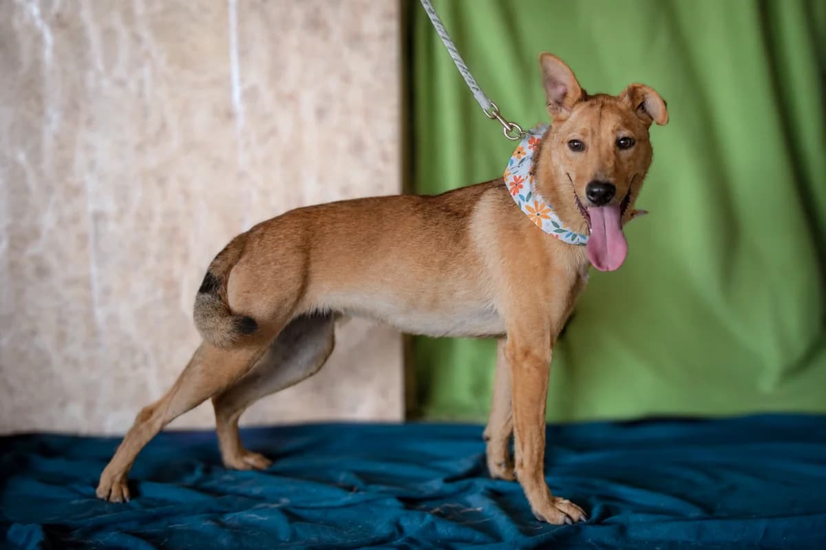 Eloise, female Mixed Breed for adoption at Pomoc Psíkom z Východu