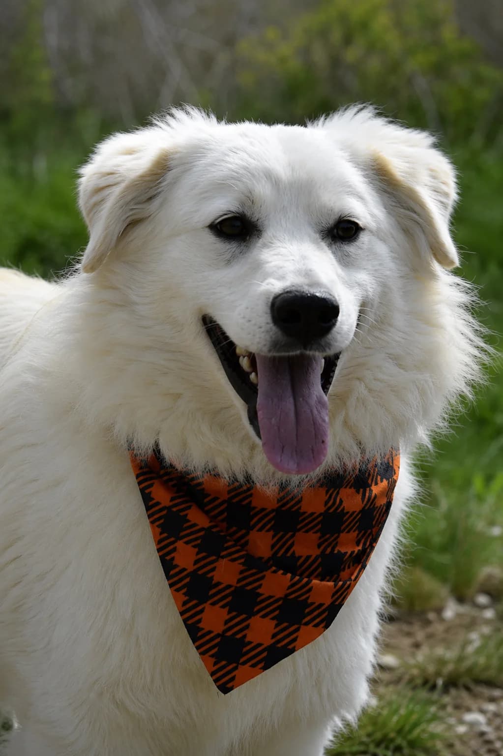 Enjoy, young Mixed Breed for adoption at Pomoc Psíkom z Východu