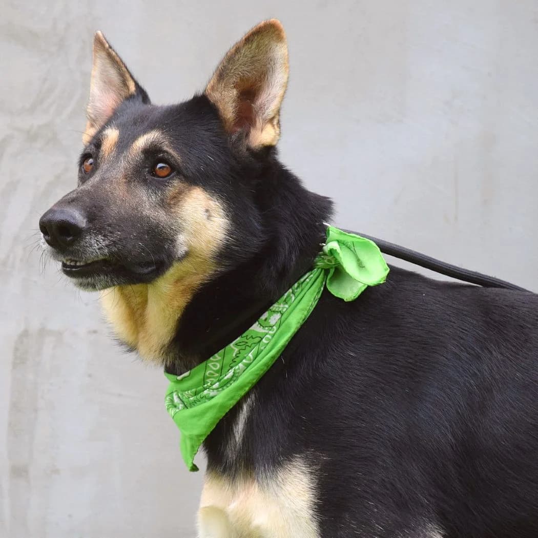 Eron, male Mixed Breed for adoption at Pomoc Psíkom z Východu