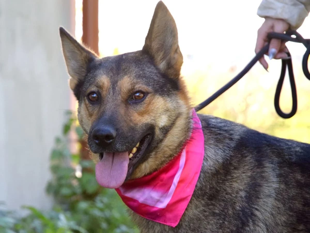 Felimi, female Mixed Breed for adoption at Pomoc Psíkom z Východu