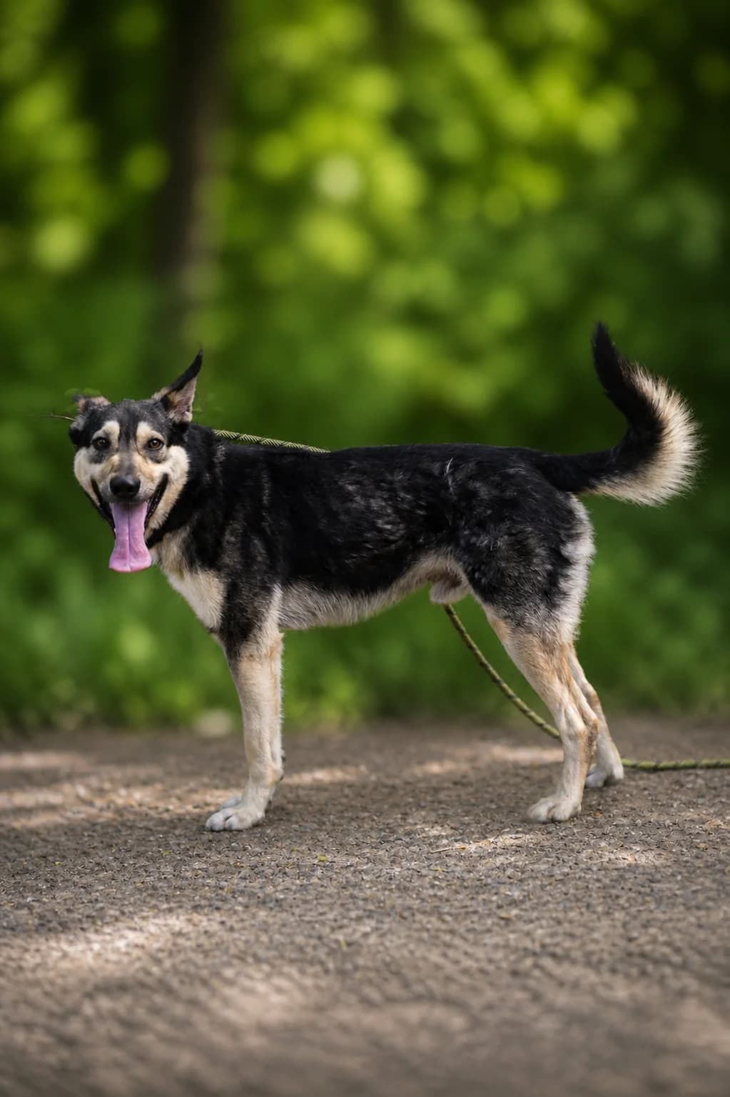 Floky, male Mixed Breed for adoption at Pomoc Psíkom z Východu