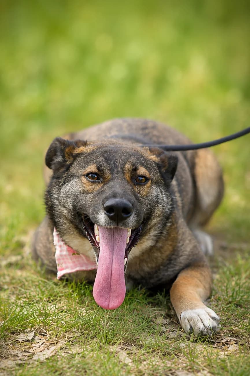Flower, female Mixed Breed for adoption at Pomoc Psíkom z Východu