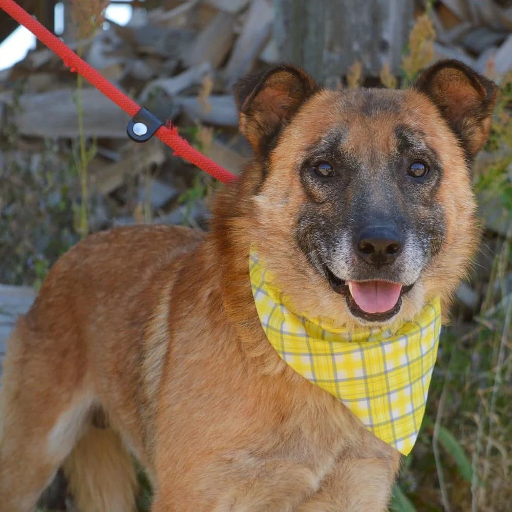 Follies, 7yo Mixed Breed for adoption at Pomoc Psíkom z Východu