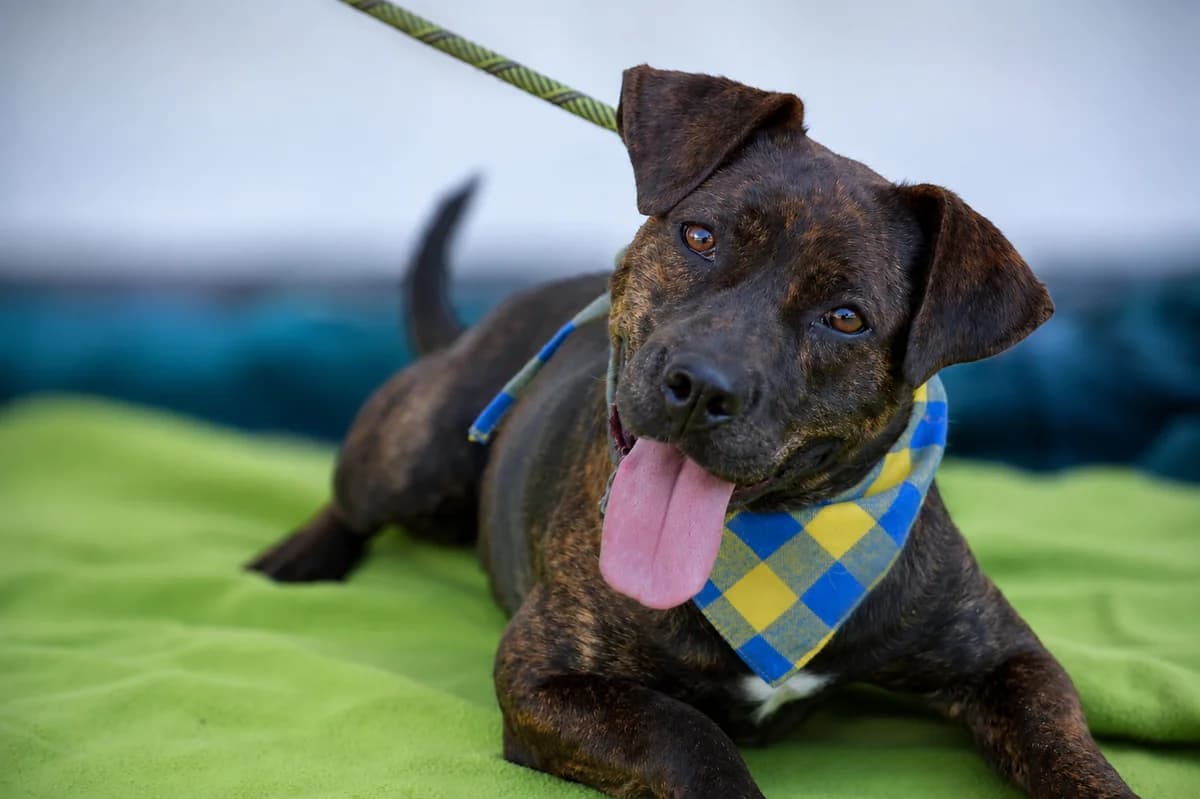 Frisby, male Mixed Breed for adoption at Pomoc Psíkom z Východu