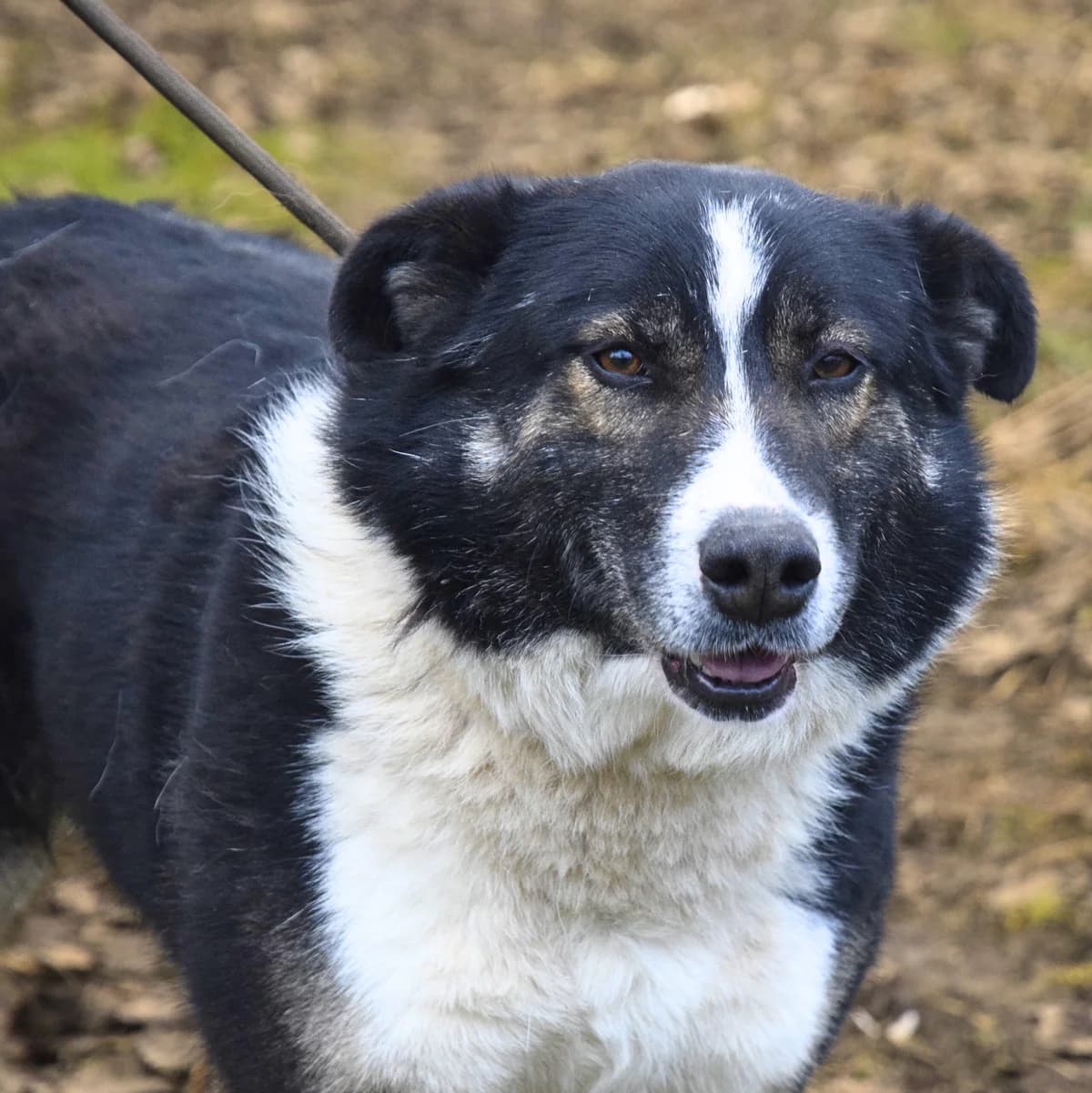 Gabby, male Mixed Breed for adoption at Pomoc Psíkom z Východu
