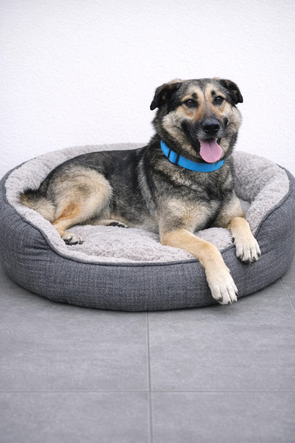 Gilian, male Mixed Breed for adoption at Pomoc Psíkom z Východu