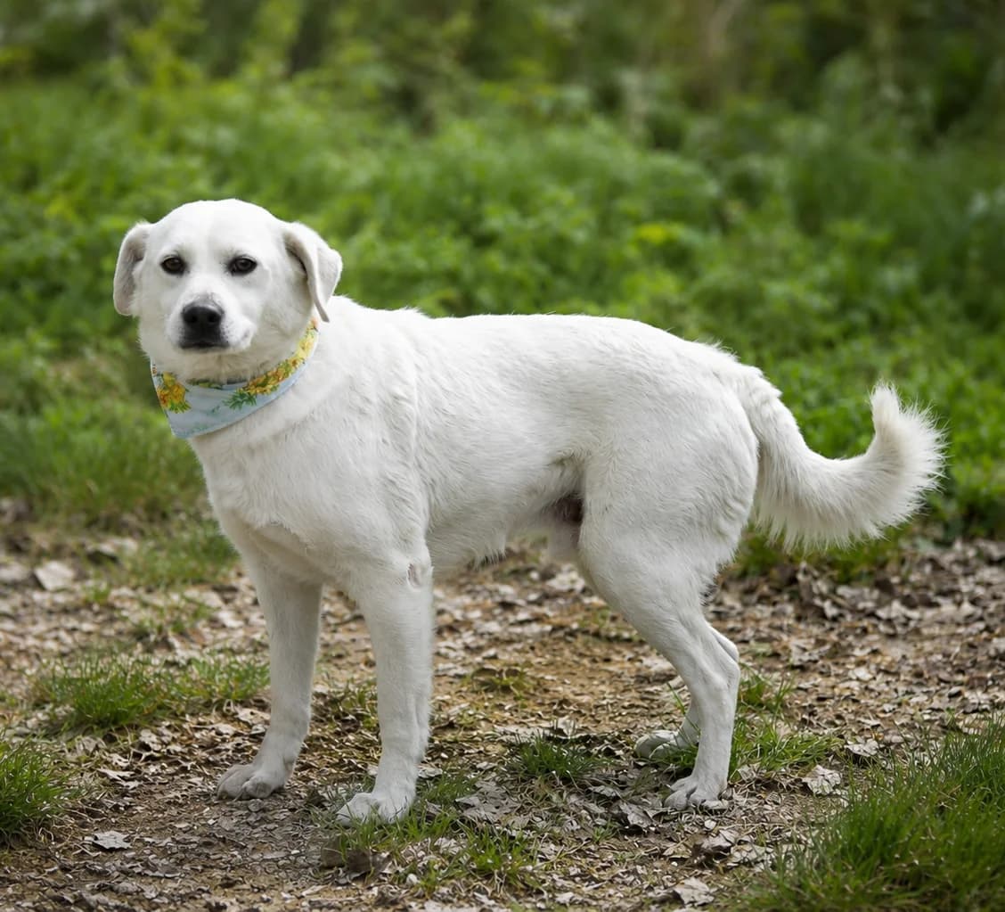Hačiko, male Mixed Breed for adoption at Pomoc Psíkom z Východu