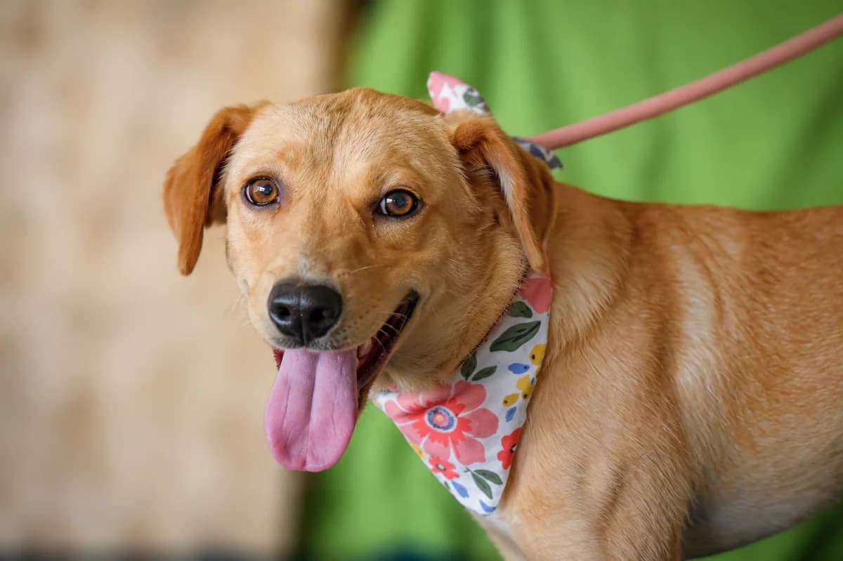Hanka, female Mixed Breed for adoption at Pomoc Psíkom z Východu
