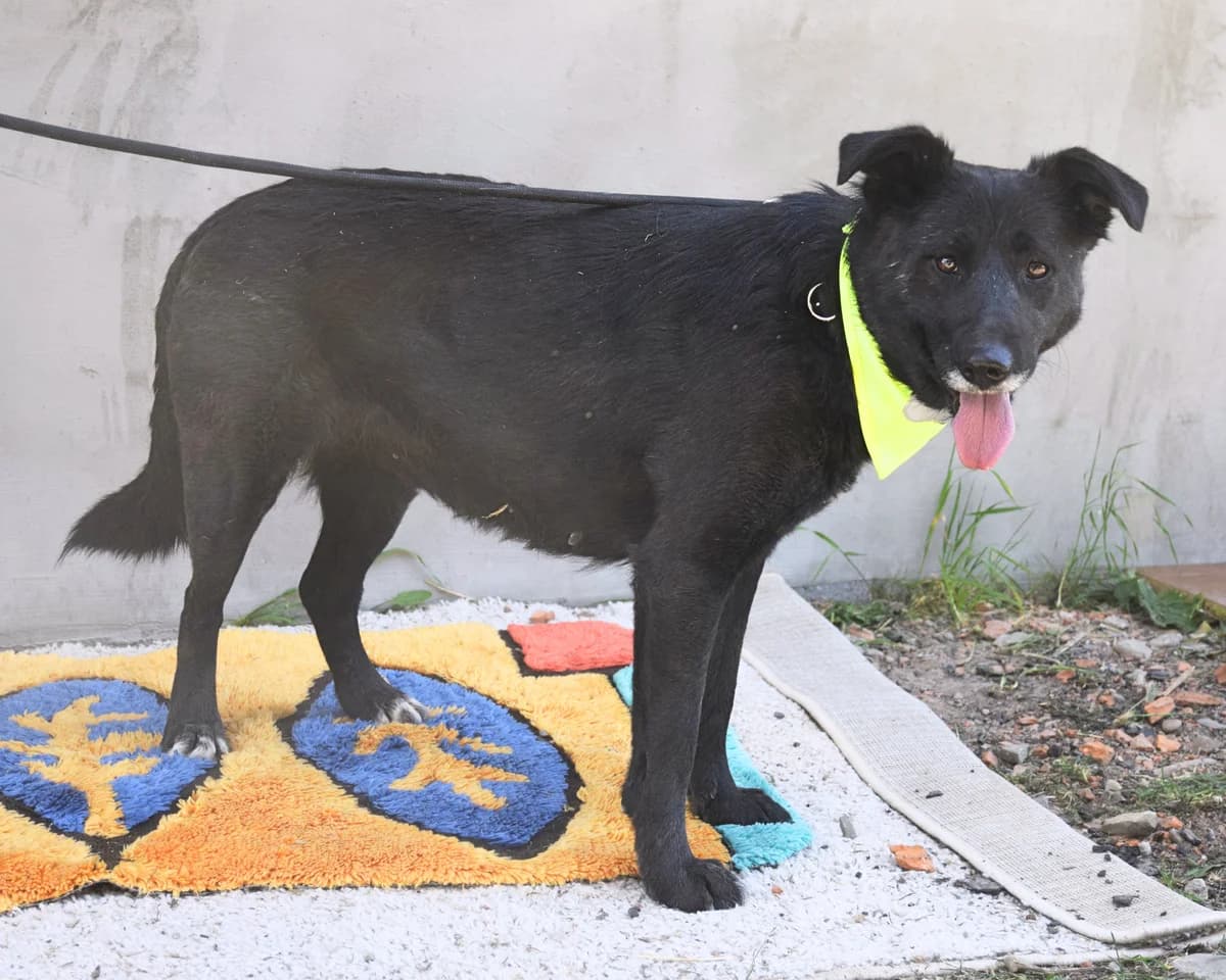 Heder, female Mixed Breed for adoption at Pomoc Psíkom z Východu