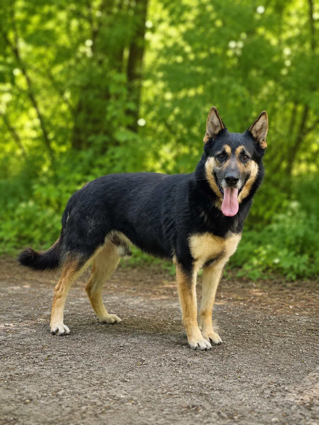 Huxel, male Mixed Breed for adoption at Pomoc Psíkom z Východu