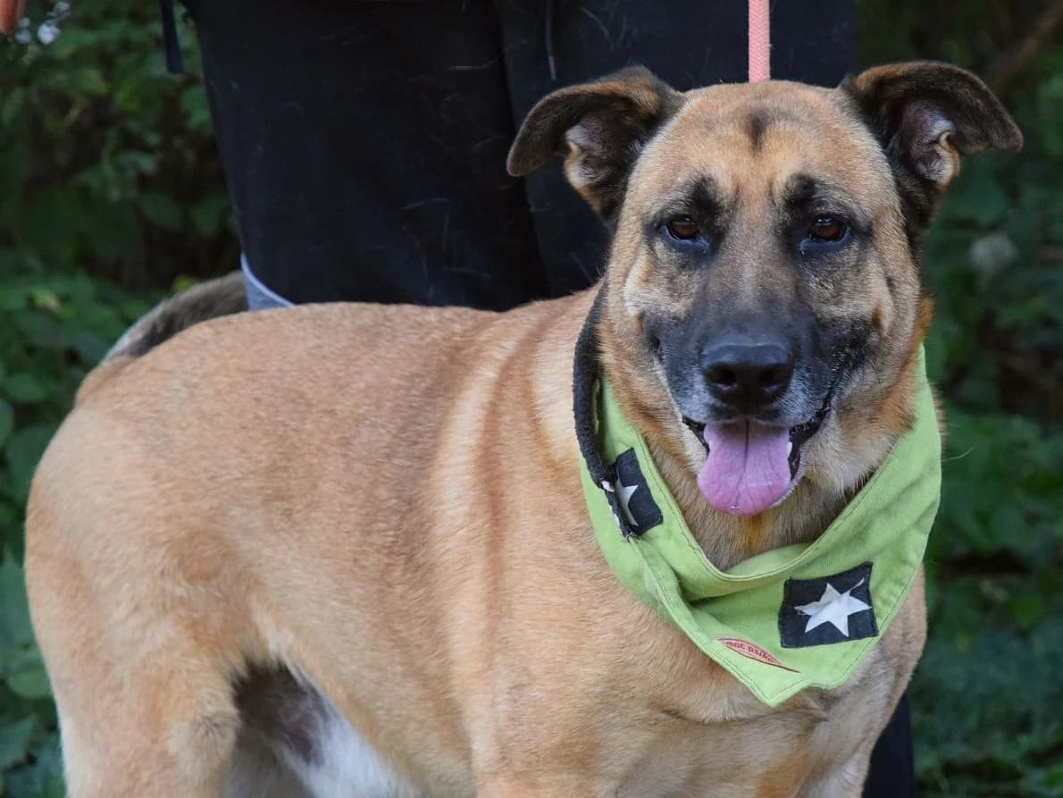 James, 3yo Mixed Breed for adoption at Pomoc Psíkom z Východu