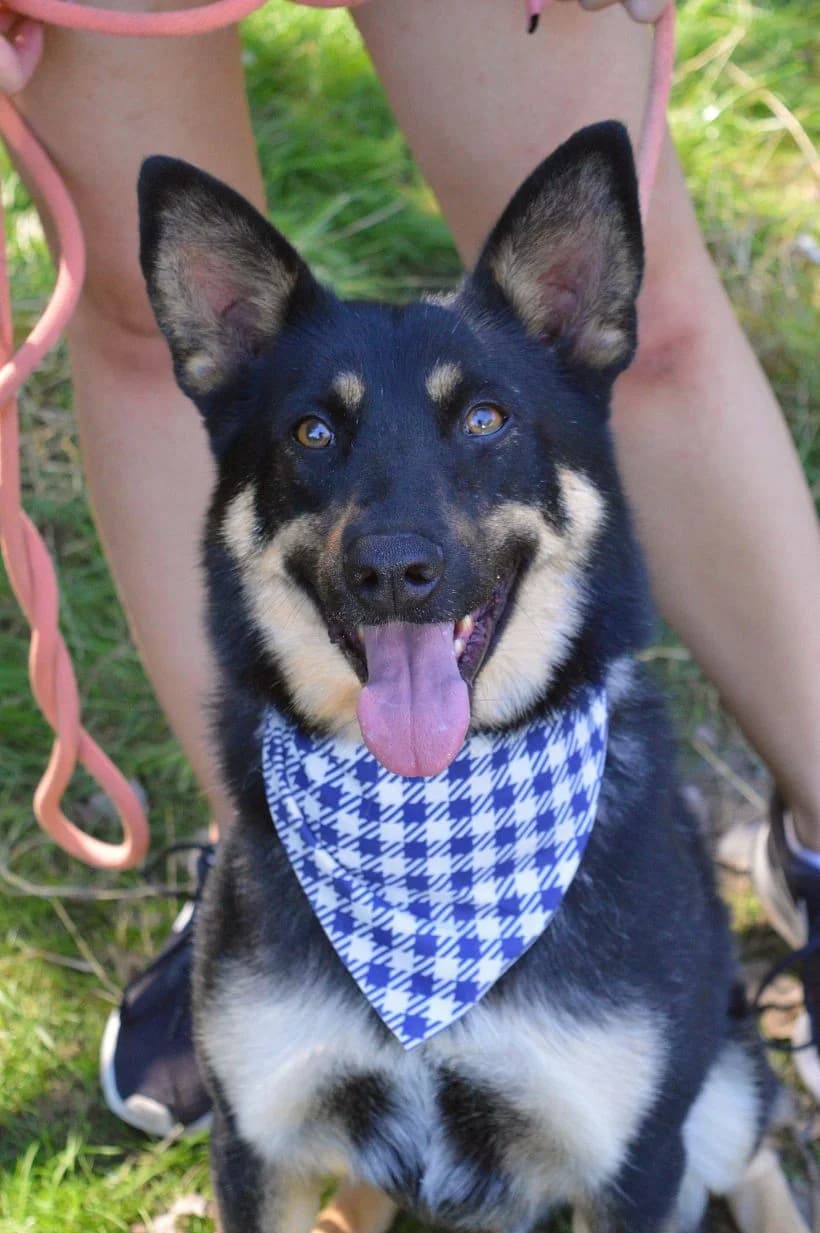 Janot, male Mixed Breed for adoption at Pomoc Psíkom z Východu