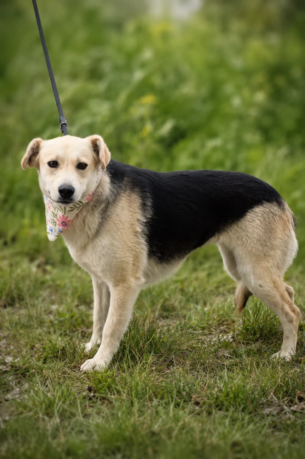 Juventina, female Mixed Breed for adoption at Pomoc Psíkom z Východu