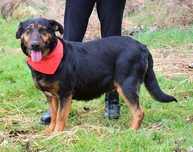 Karamba, male Mixed Breed for adoption at Pomoc Psíkom z Východu