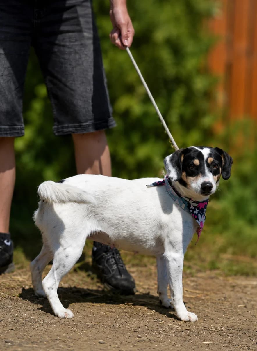 Karina, female Mixed Breed for adoption at Pomoc Psíkom z Východu