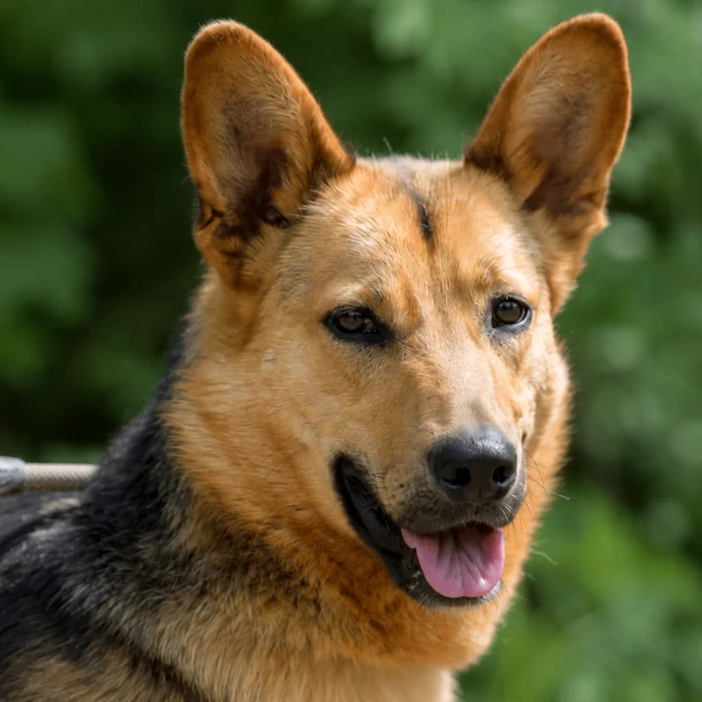 Kerry, male Mixed Breed for adoption at Pomoc Psíkom z Východu