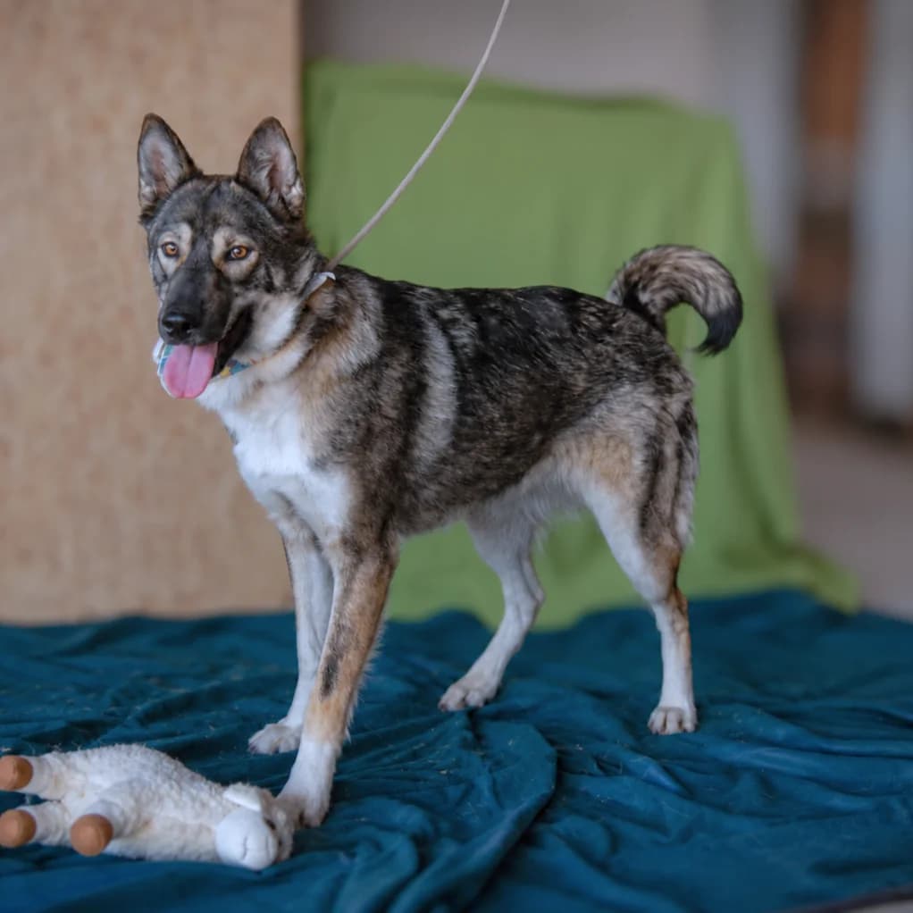 Kiara, female Mixed Breed for adoption at Pomoc Psíkom z Východu