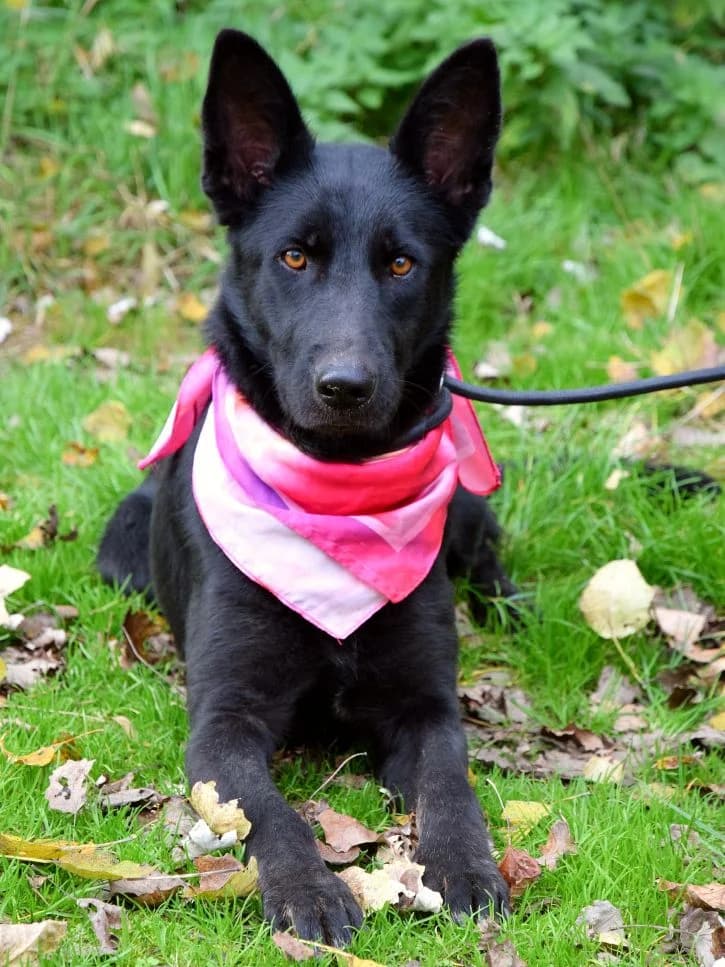Lajka, male Mixed Breed for adoption at Pomoc Psíkom z Východu