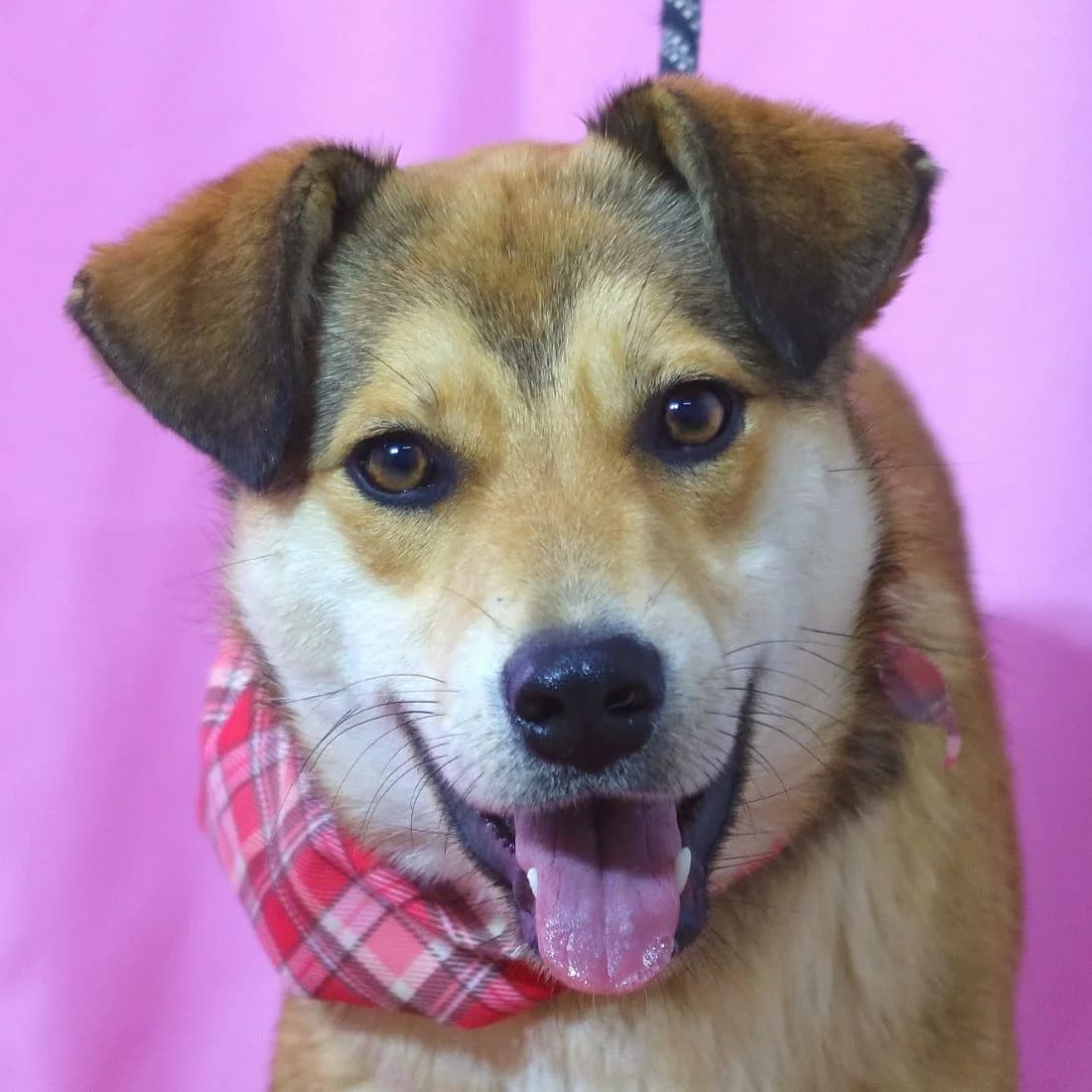Lenka, female Mixed Breed for adoption at Pomoc Psíkom z Východu