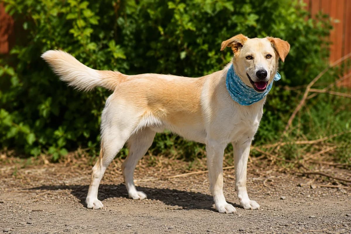 Marley, female Mixed Breed for adoption at Pomoc Psíkom z Východu
