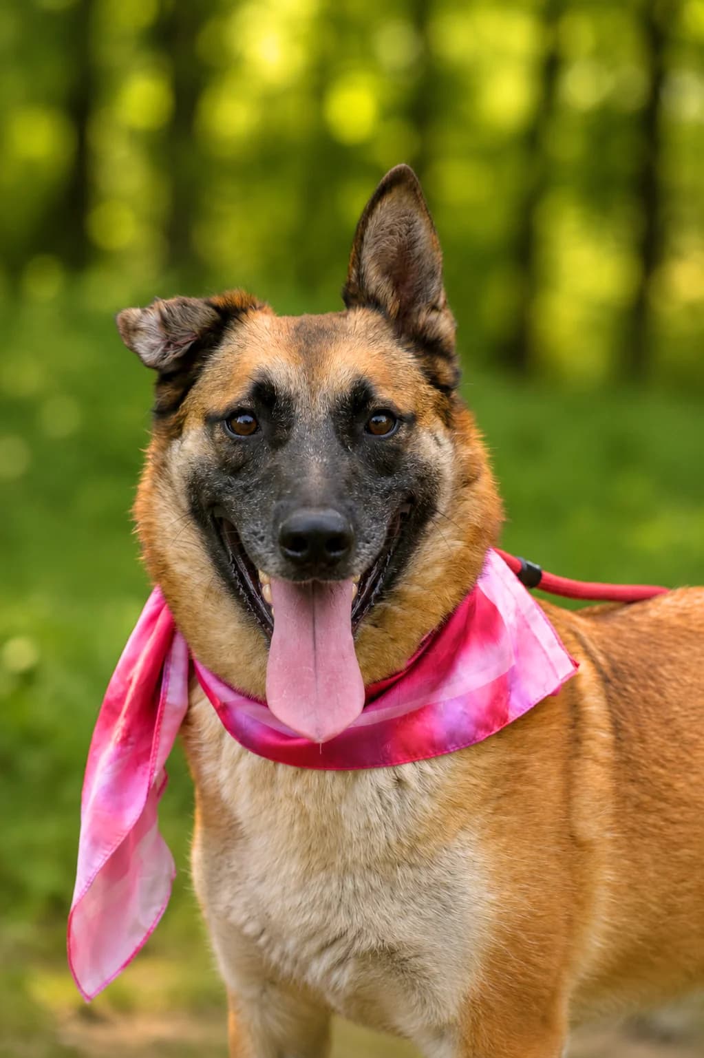 Meggy, female Mixed Breed for adoption at Pomoc Psíkom z Východu