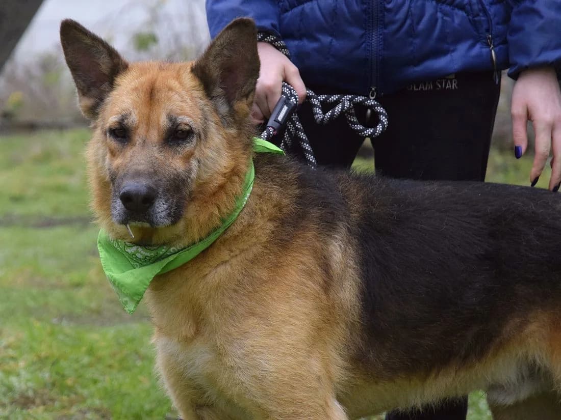 Miran, male Mixed Breed for adoption at Pomoc Psíkom z Východu