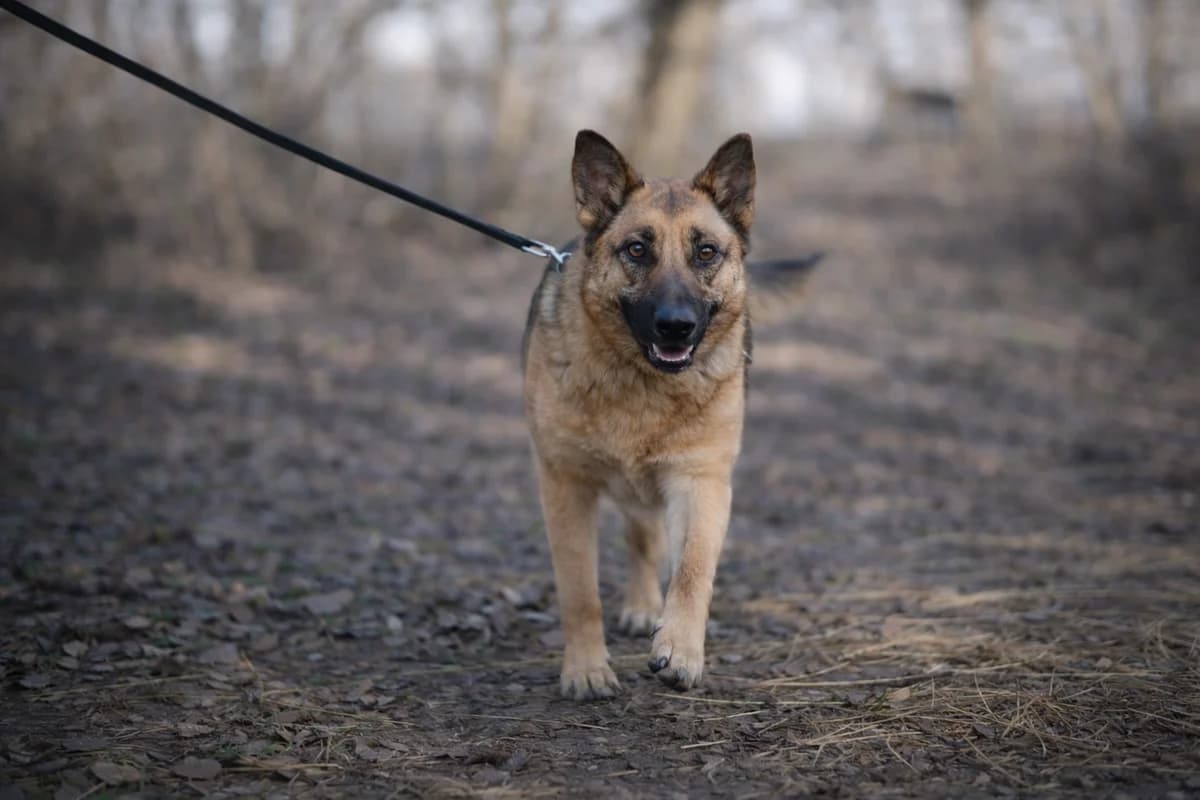 Nestea, female Mixed Breed for adoption at Pomoc Psíkom z Východu