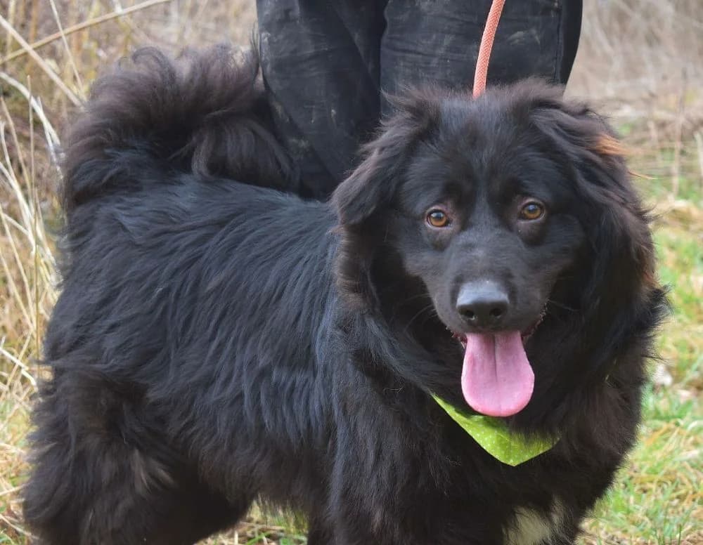 Noe, male Mixed Breed for adoption at Pomoc Psíkom z Východu