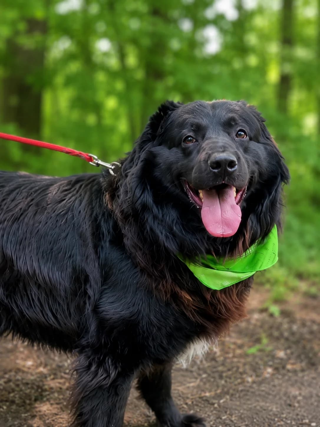 Noe, male 5yo Mixed Breed for adoption at Pomoc Psíkom z Východu