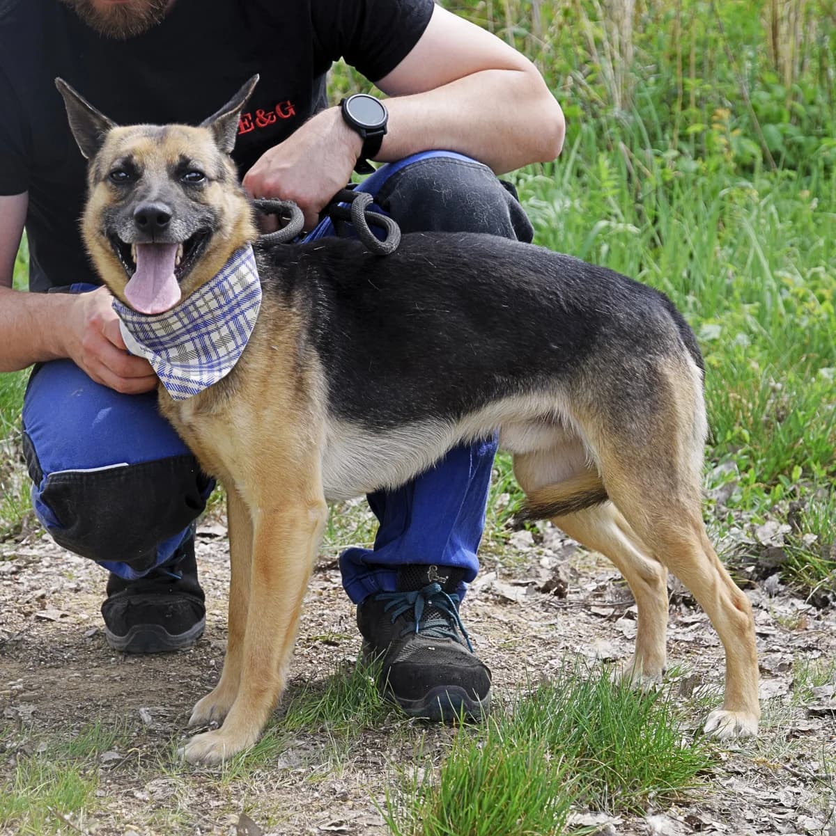 Norton, male Mixed Breed for adoption at Pomoc Psíkom z Východu