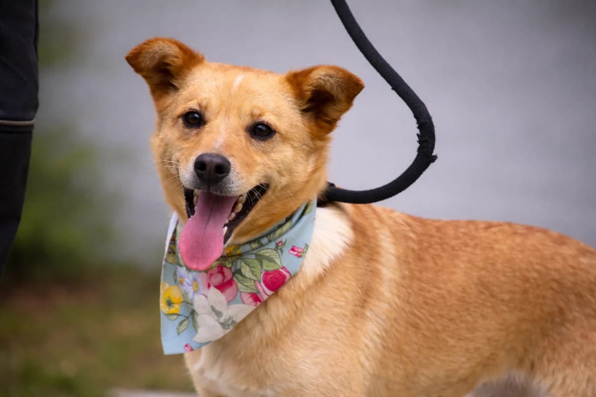 Odysea, female Mixed Breed for adoption at Pomoc Psíkom z Východu