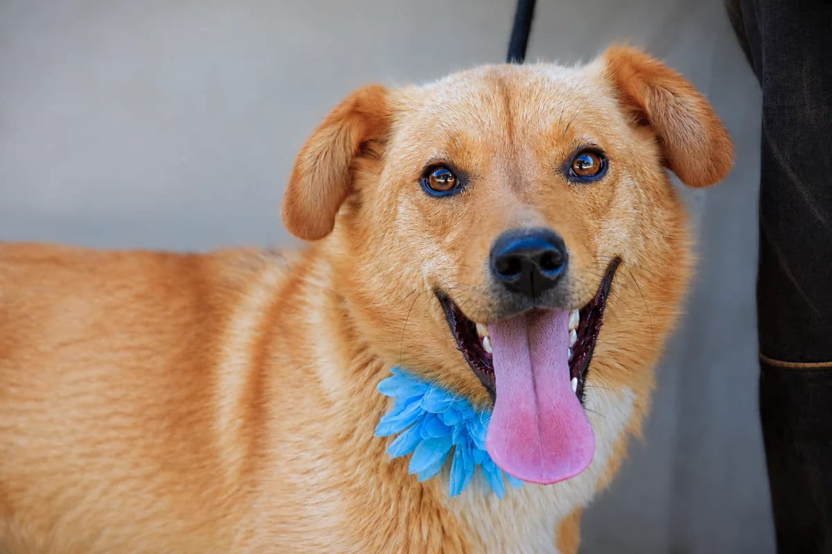 Patricia, female Mixed Breed for adoption at Pomoc Psíkom z Východu