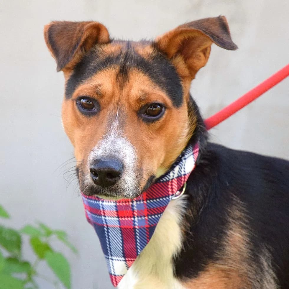 Rafael, female Mixed Breed for adoption at Pomoc Psíkom z Východu