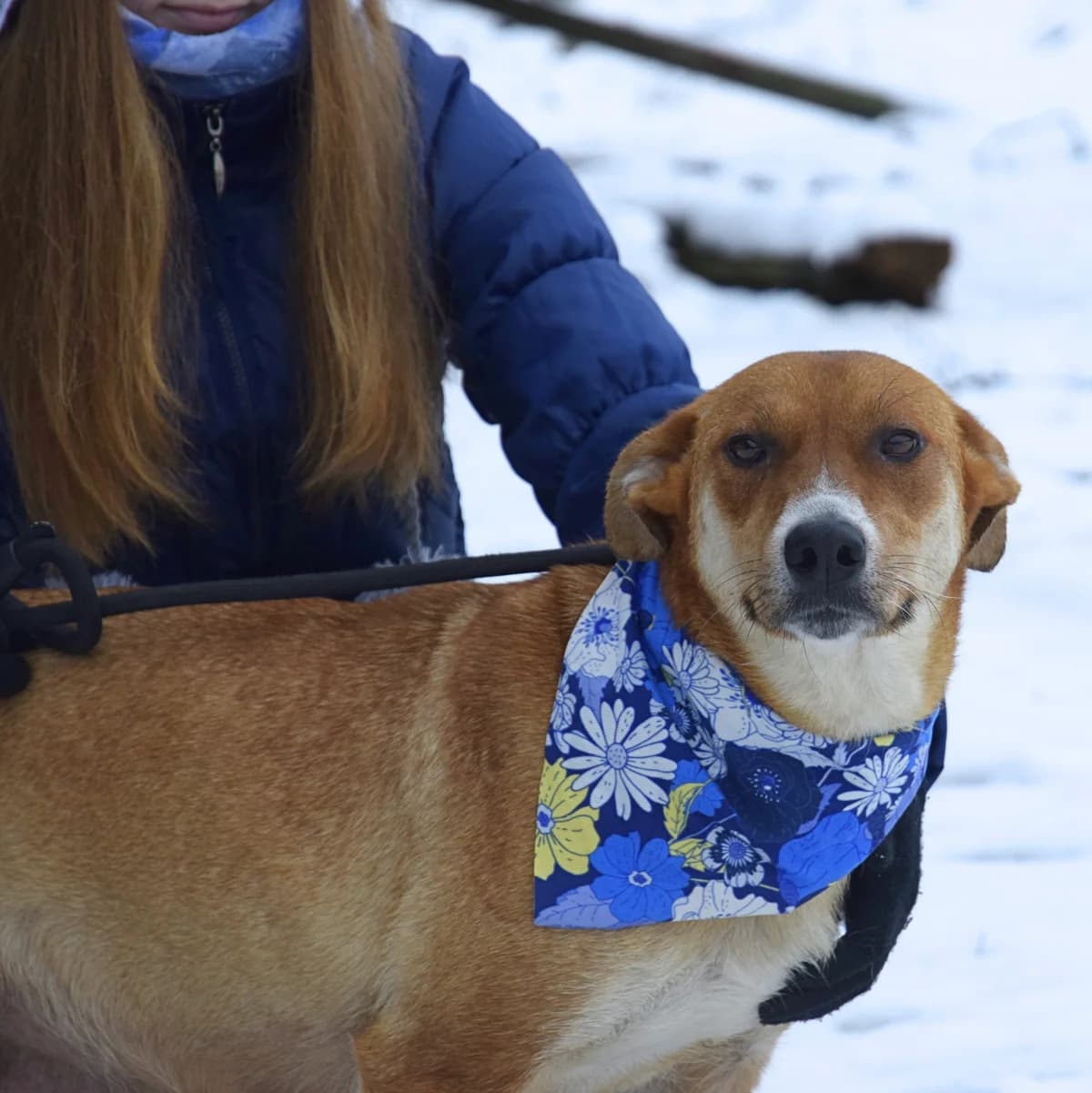 Reica, female Mixed Breed for adoption at Pomoc Psíkom z Východu