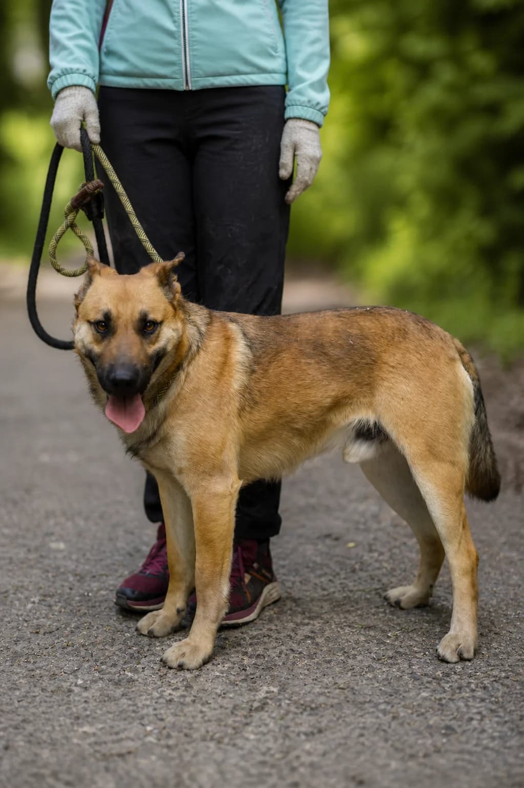 Ricardas, male Mixed Breed for adoption at Pomoc Psíkom z Východu