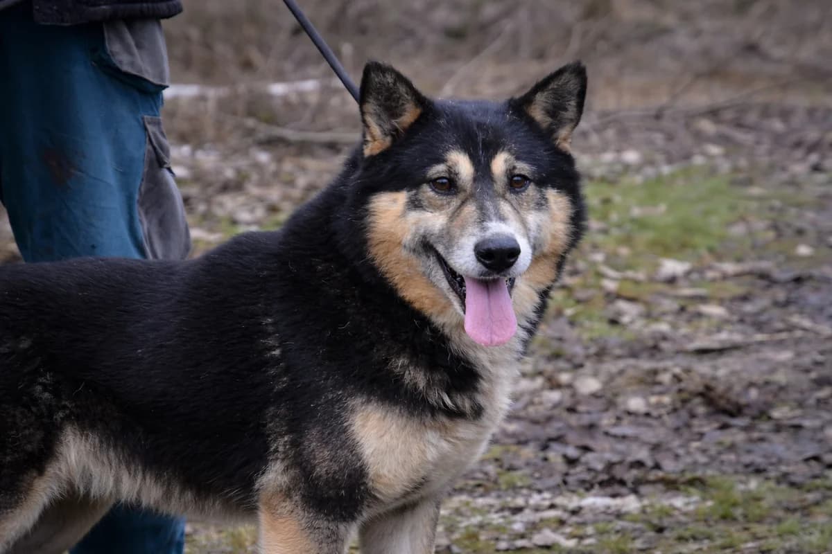 Roger, senior Mixed Breed for adoption at Pomoc Psíkom z Východu