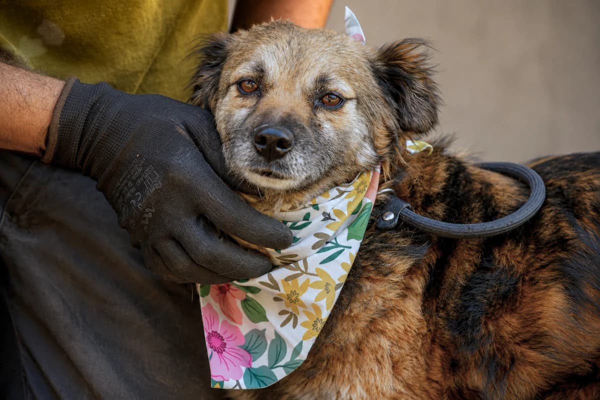 Sandra, female Mixed Breed for adoption at Pomoc Psíkom z Východu