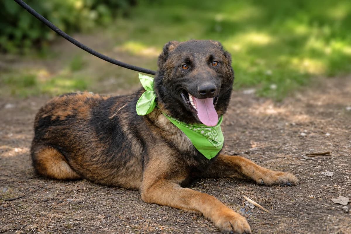 Santo, male Mixed Breed for adoption at Pomoc Psíkom z Východu