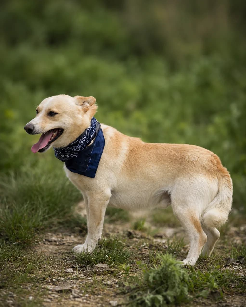 Semmi, female Mixed Breed for adoption at Pomoc Psíkom z Východu