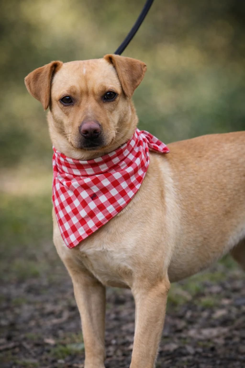 Telmika, female Mixed Breed for adoption at Pomoc Psíkom z Východu