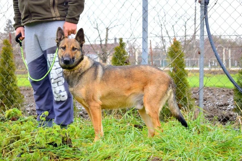 Yetti, 3yo Mixed Breed for adoption at Pomoc Psíkom z Východu