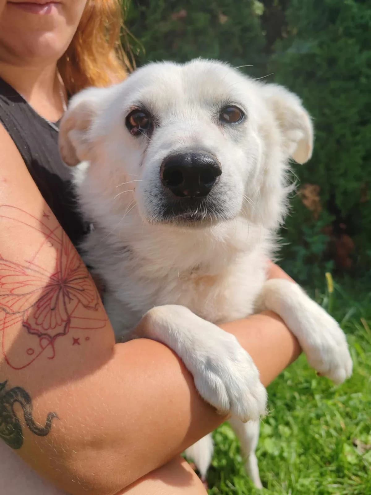 Andras, male senior Mixed Breed for adoption at OZ Priateľ pes