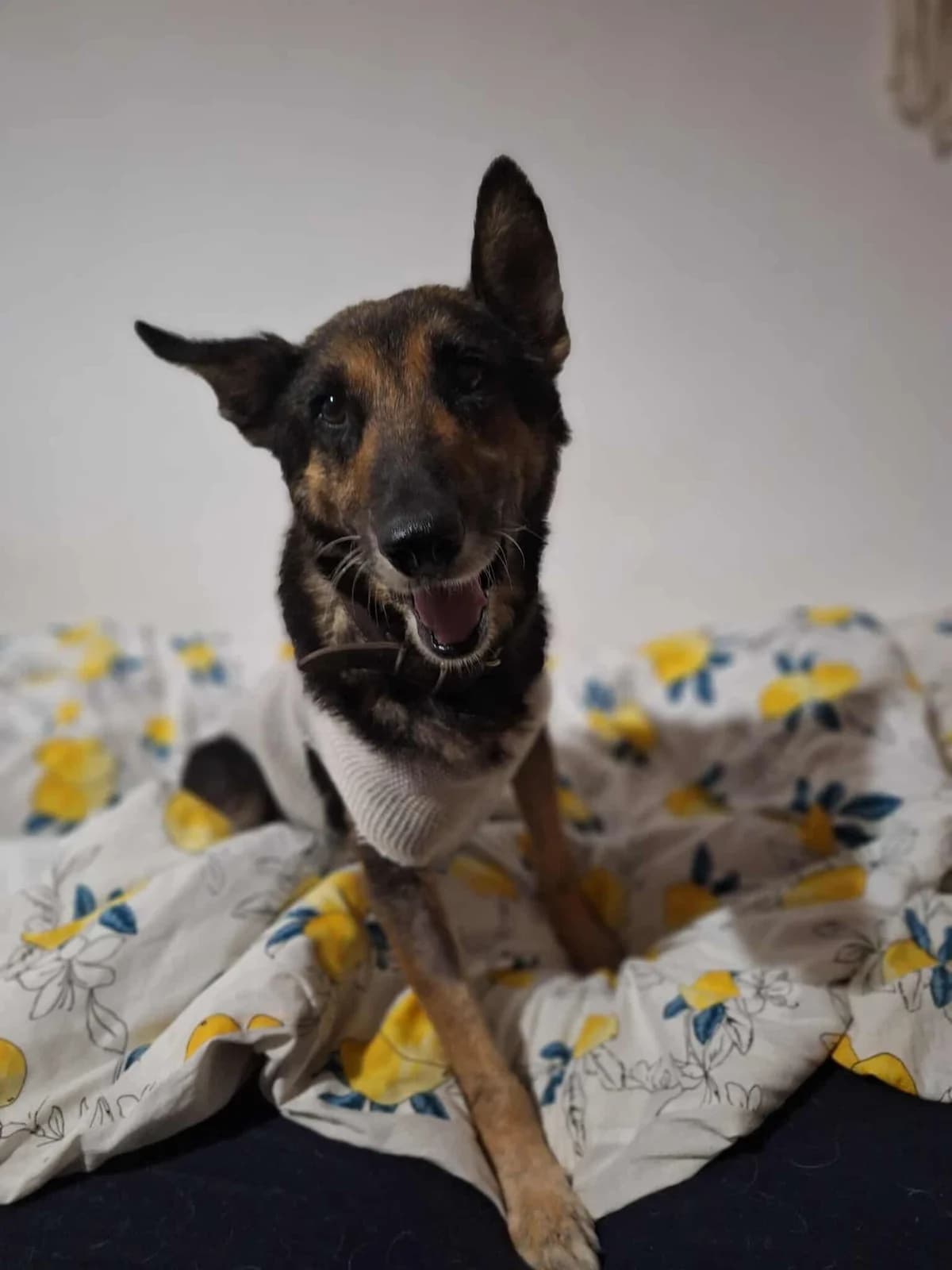 Lady, female Mixed Breed for adoption at OZ Priateľ pes