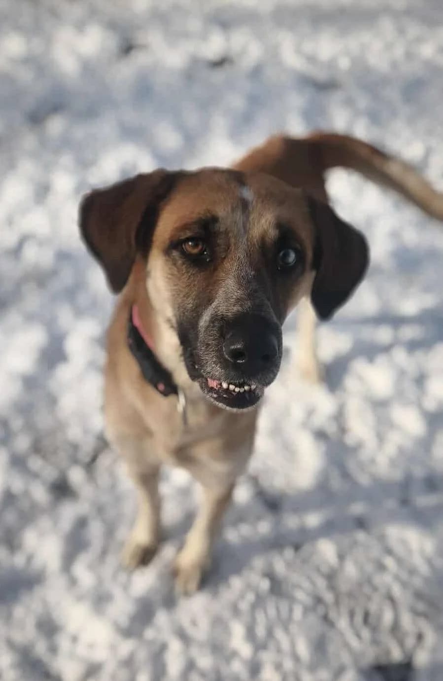 Malina, female 4yo Mixed Breed for adoption at OZ Priateľ pes